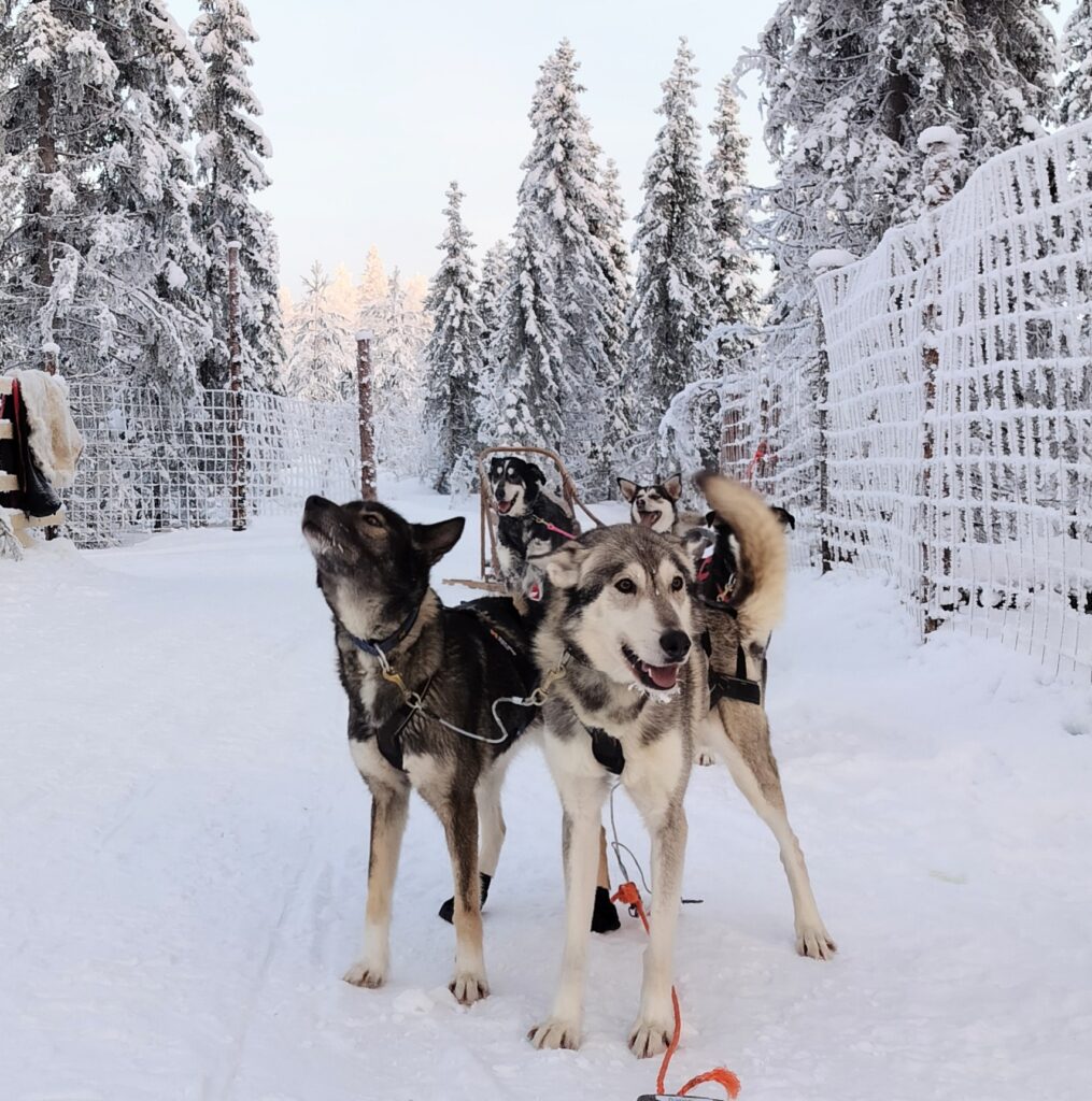 Husky Sleigh Adventure to an Authentic Reindeer Farm through Ancient Forests