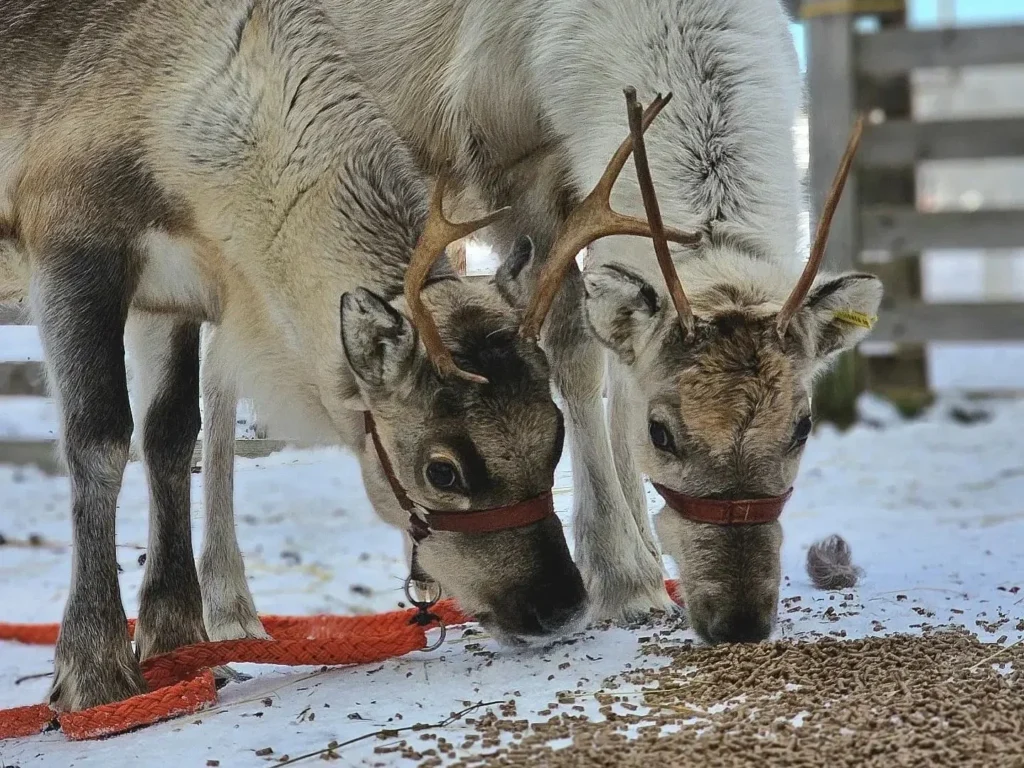 Husky Sleigh Adventure to an Authentic Reindeer Farm through Ancient Forests