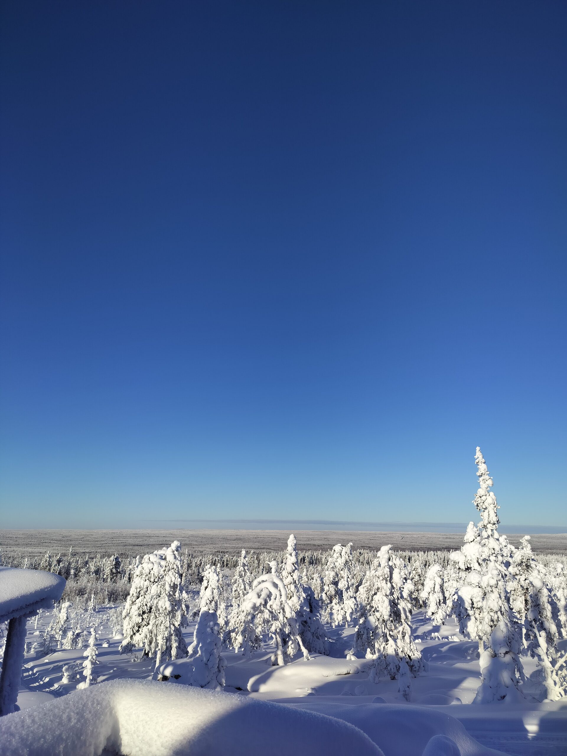 panoramic view and snow covered trees from a hilltop in winter