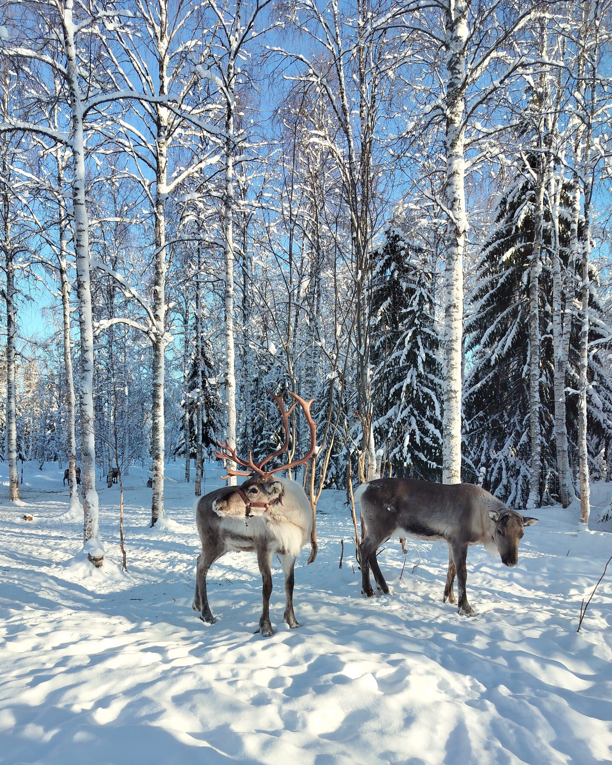 Reindeer in a winter reindeer farm in Rovaniemi, Finnish Lapland.
